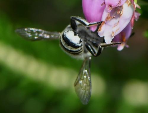 Megachile pilidens